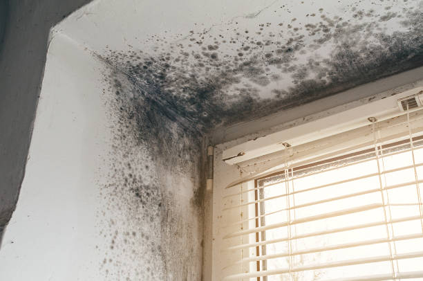 Trusted Attic Mold Removal service in Kulpmont, PA - Cheap Mold Removal